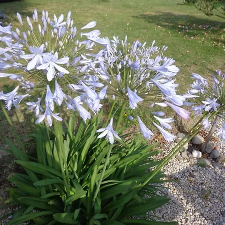 Les Fleurs Du Mont Bed & Breakfast Caux Exterior photo