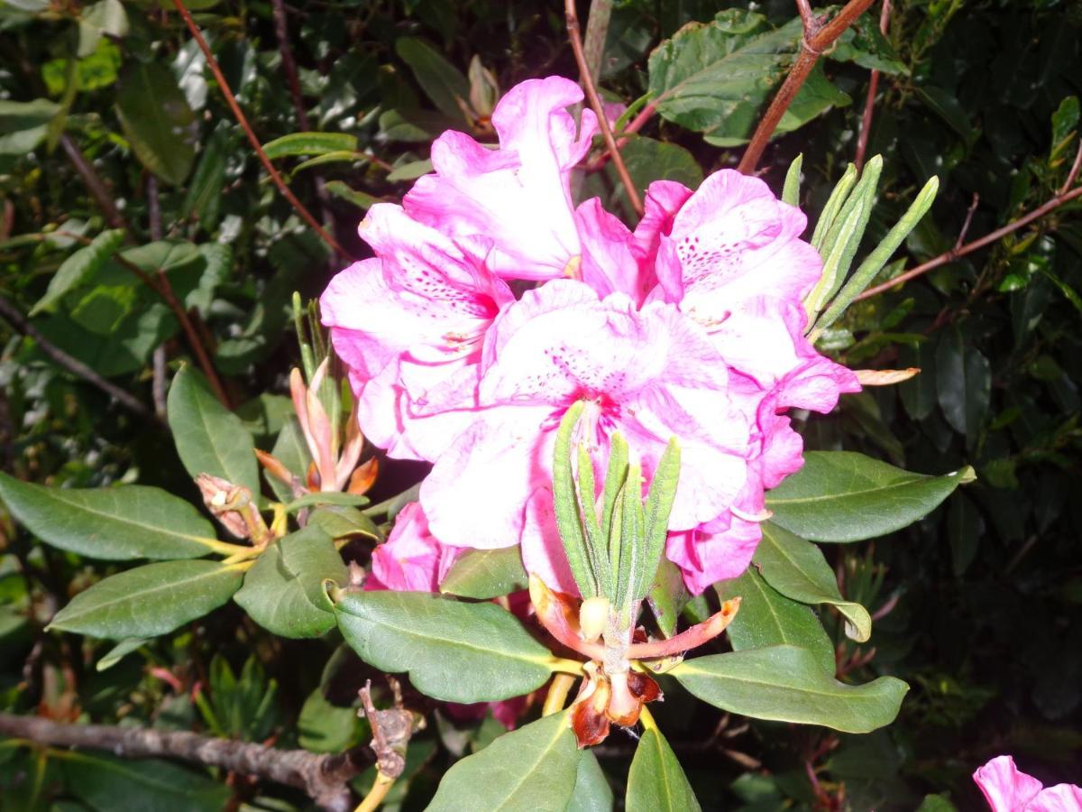 Les Fleurs Du Mont