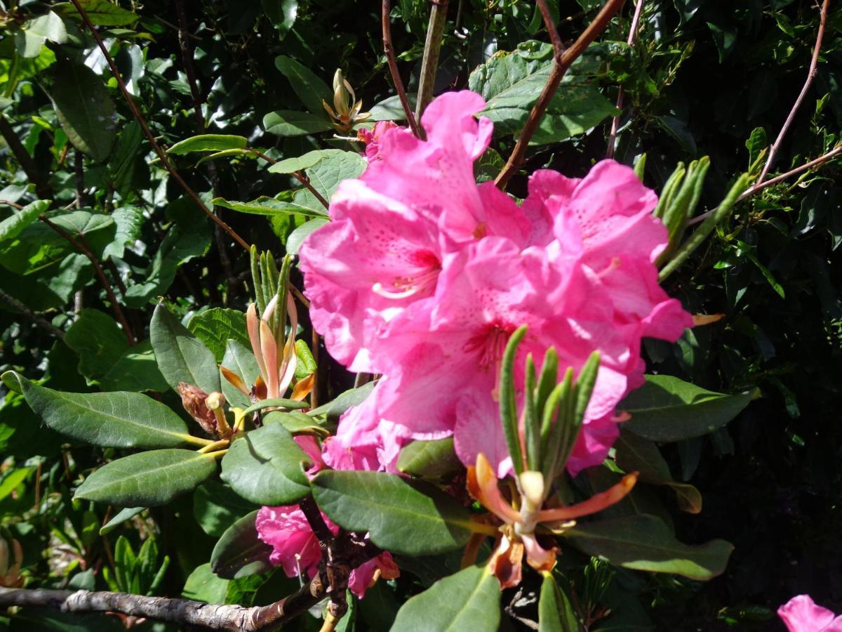 Alojamento de Acomodação e Pequeno-almoço Les Fleurs Du Mont *