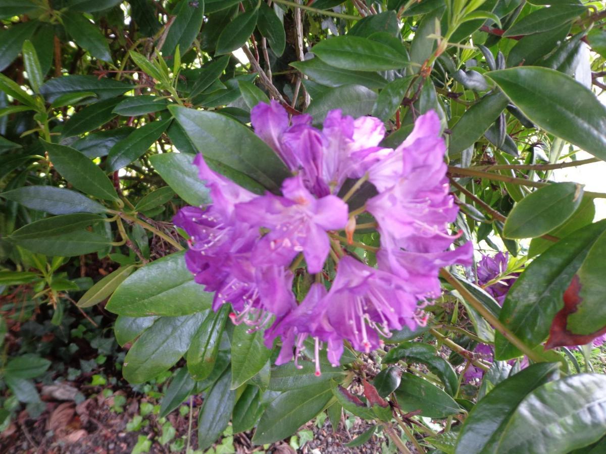 Les Fleurs Du Mont *